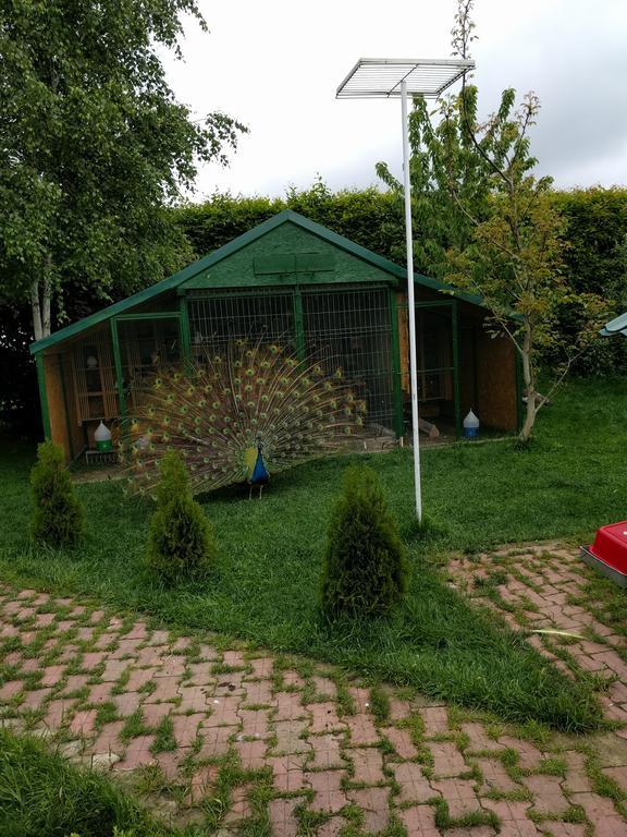 Hotel Casa Cu Pauni à Maracineni Extérieur photo